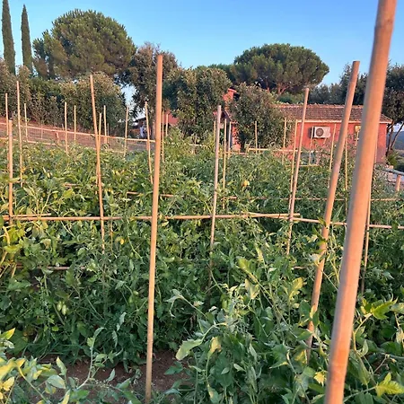 Podere Cavone La Vigna Tra Le Dolci Colline Della Maremma * Montiano (Tuscany)