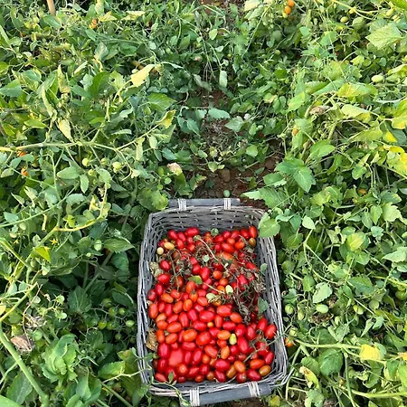 Villa Podere Cavone La Vigna Tra Le Dolci Colline Della Maremma